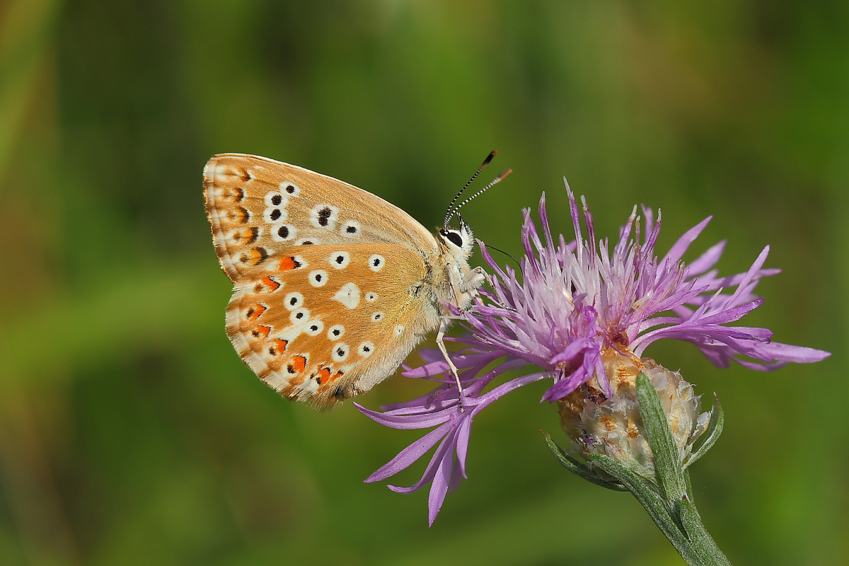 Polyommatus Coridon