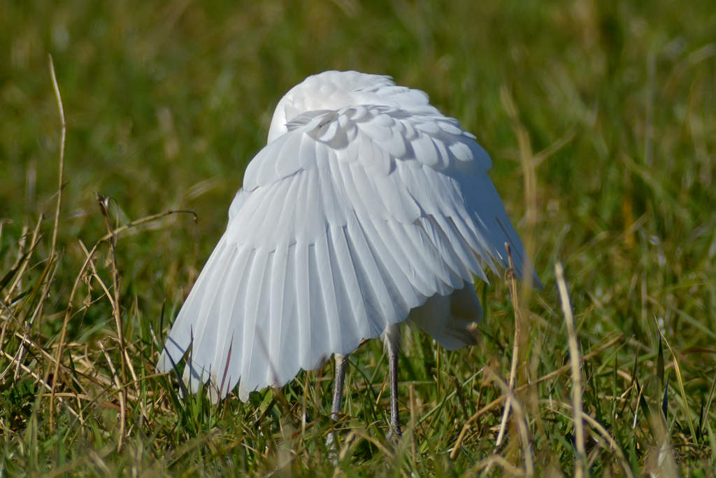 Giocando a nascondino.....