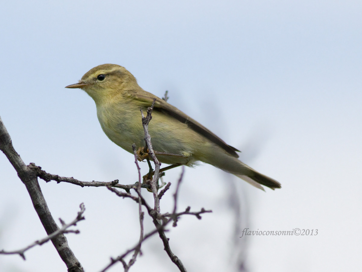 Willow Warbler
