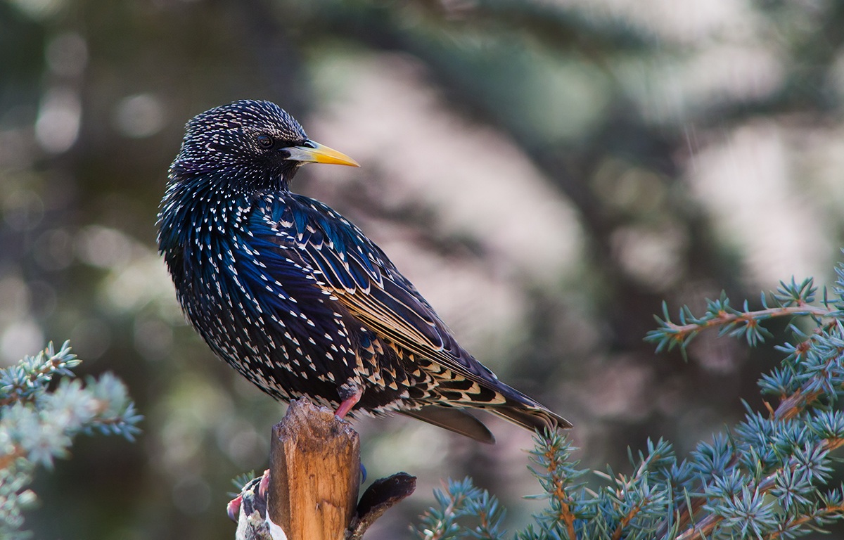 This gives my window (office) .... cancelation