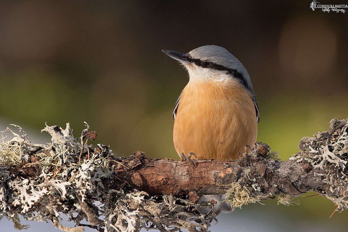 Nuthatch cold sunlight