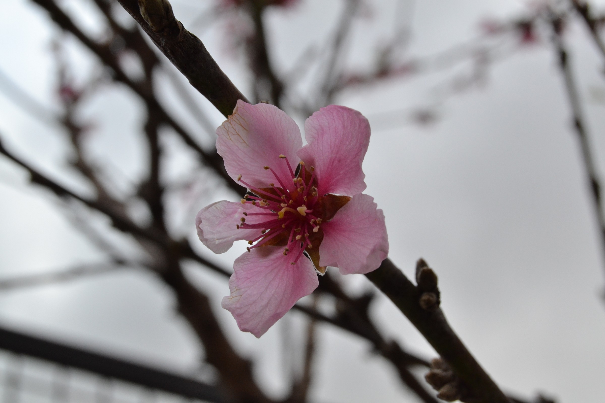 Il primo fiore di ciliegio
