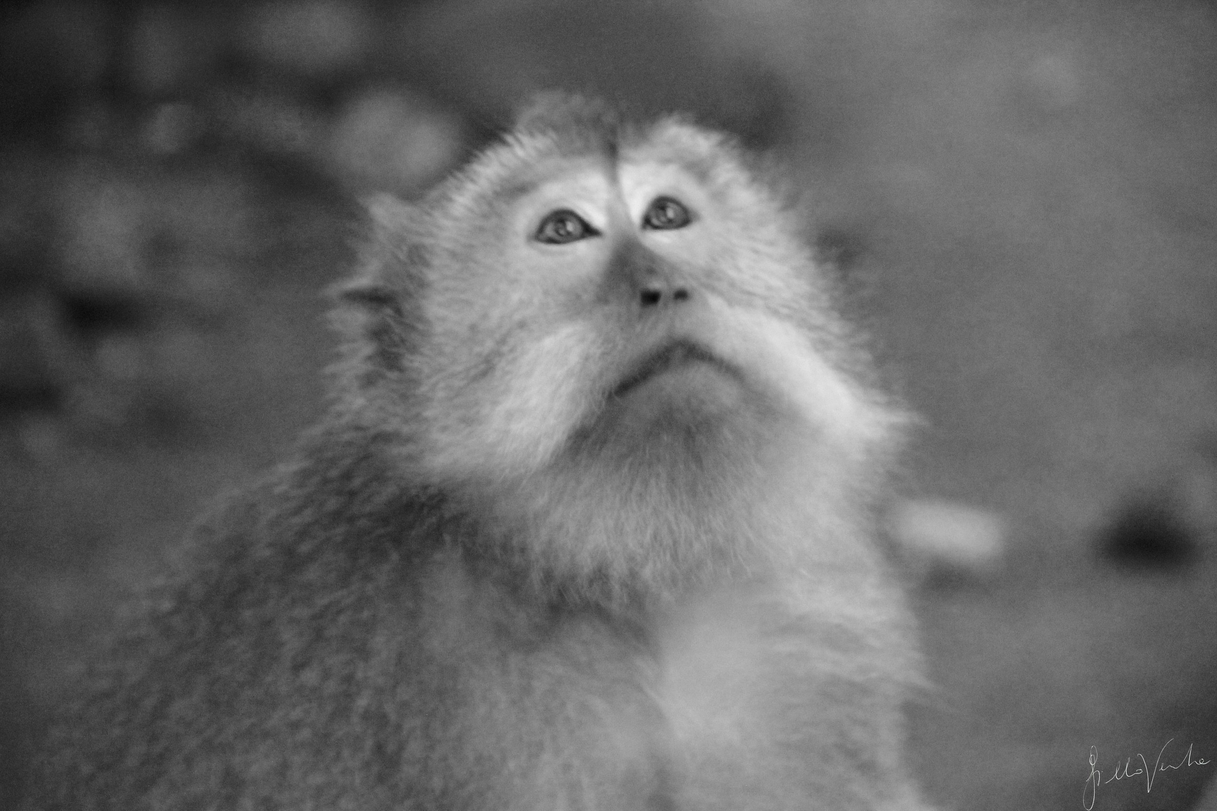 Scimmia su Monkey forest