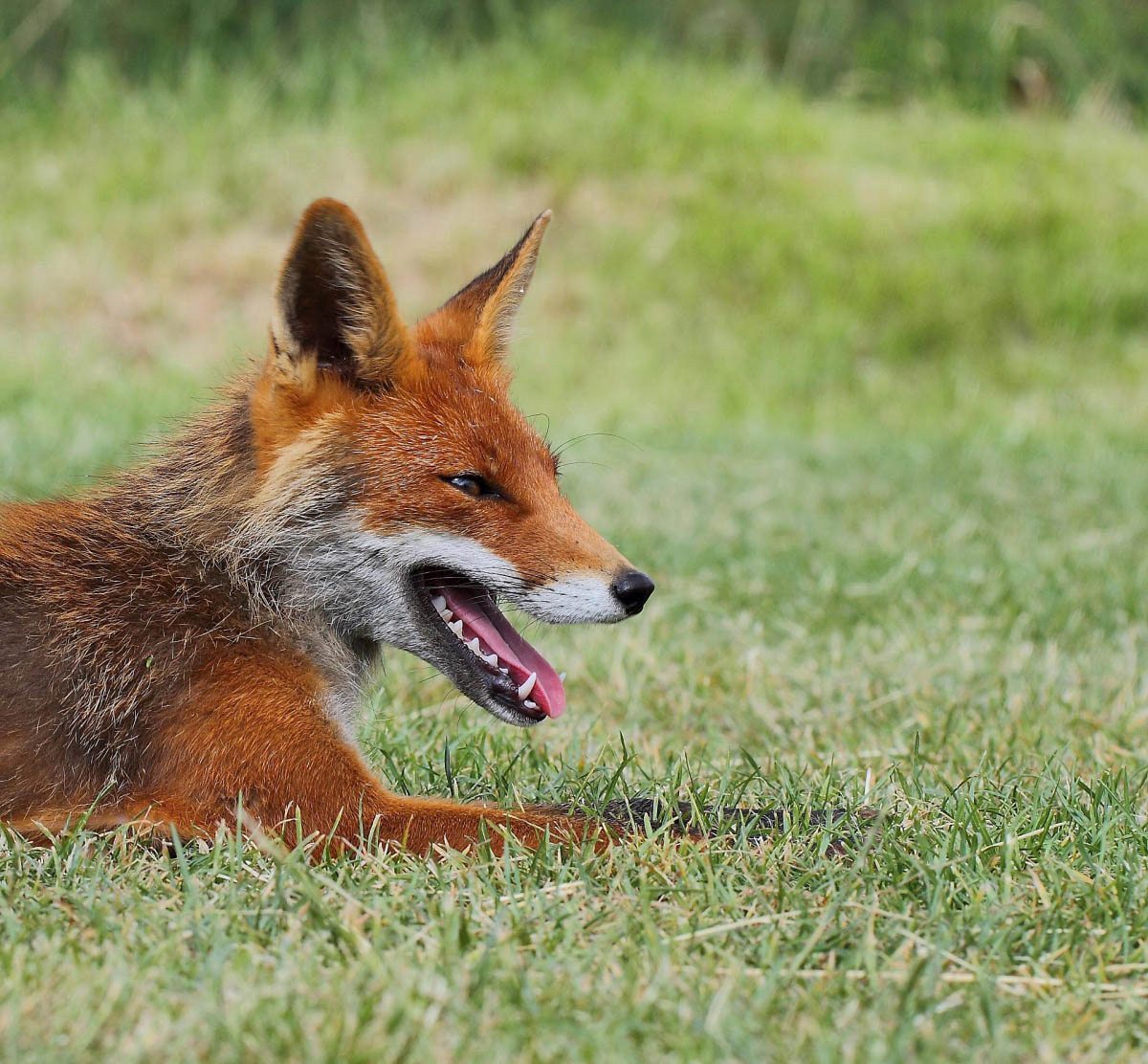 Vulpes vulpes