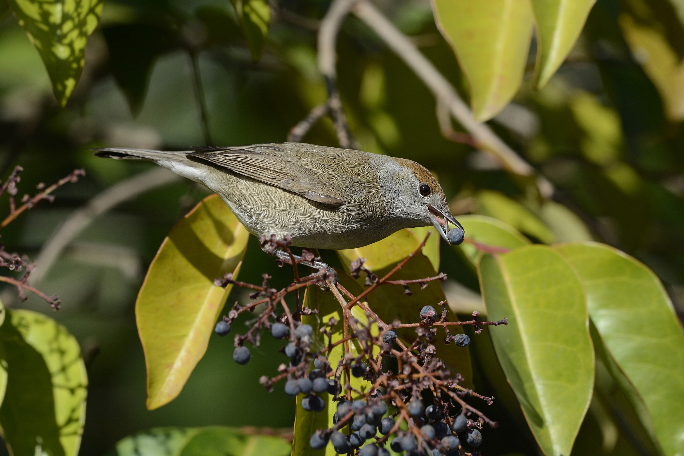 Blackcap