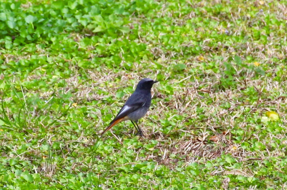 Redstart Male