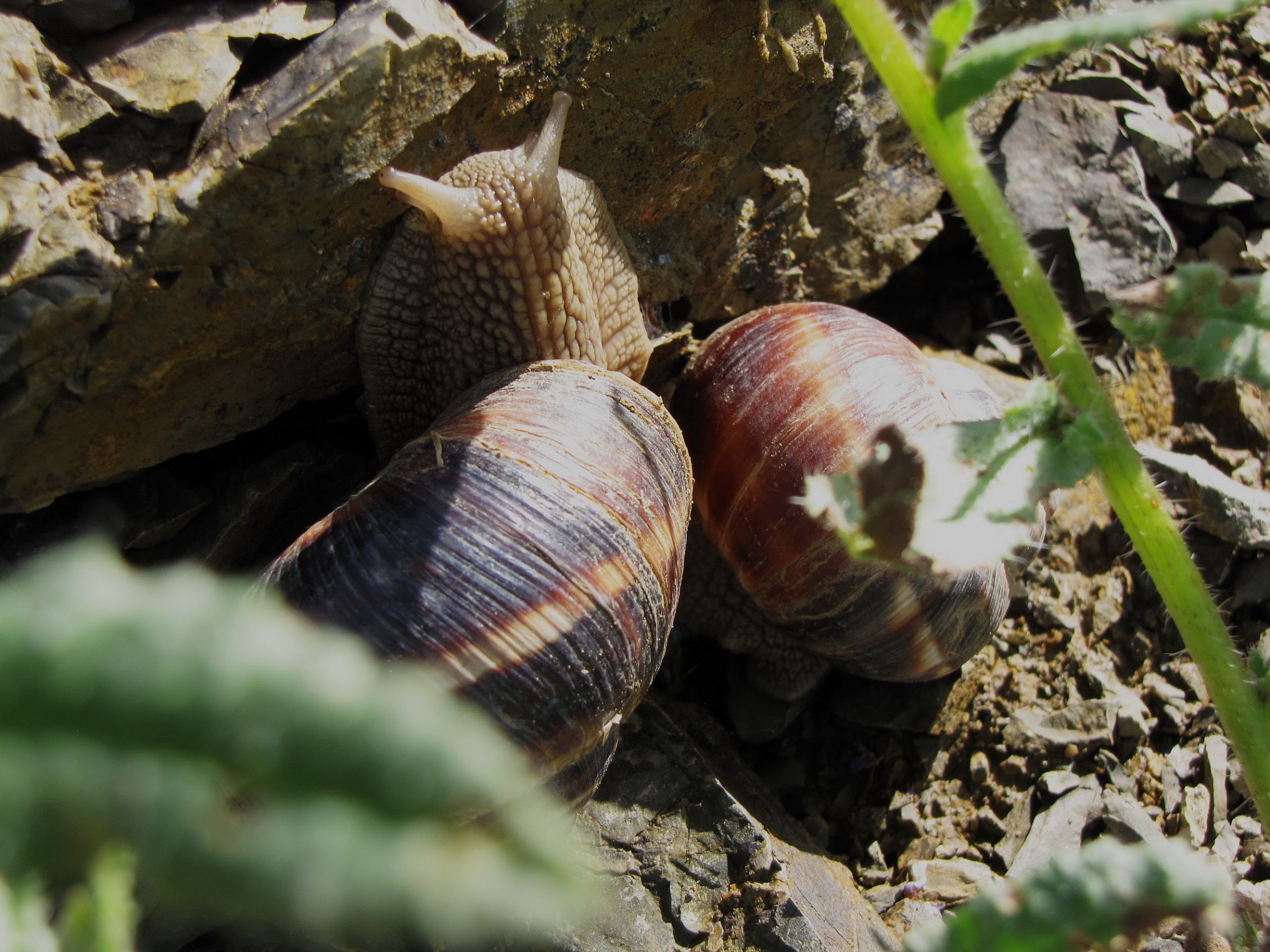 Snail 2, Aynali Wildlife Refuge, Iran