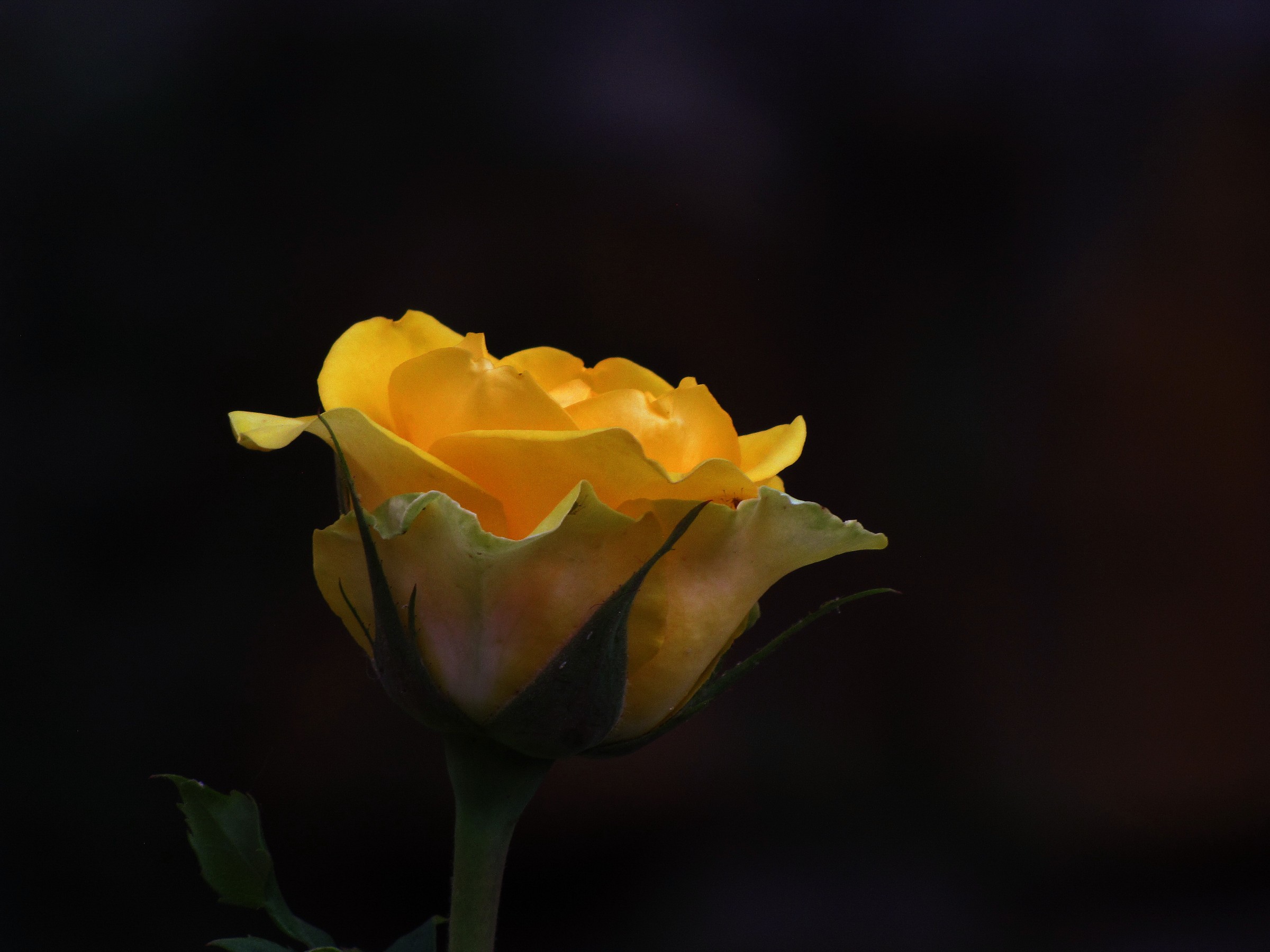 Yellow Rose