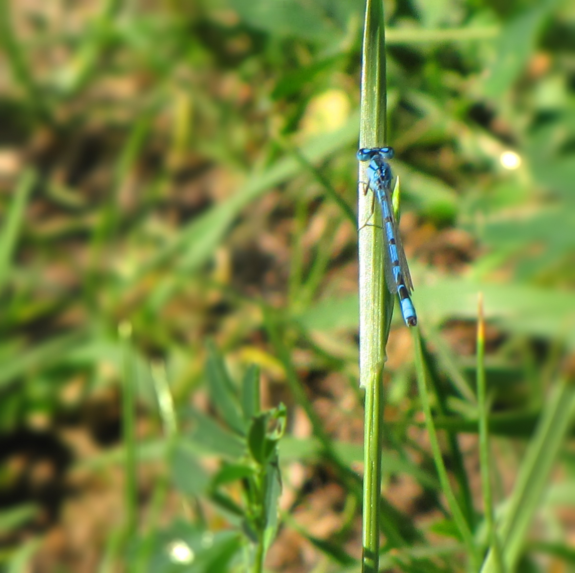 Damselfly 1