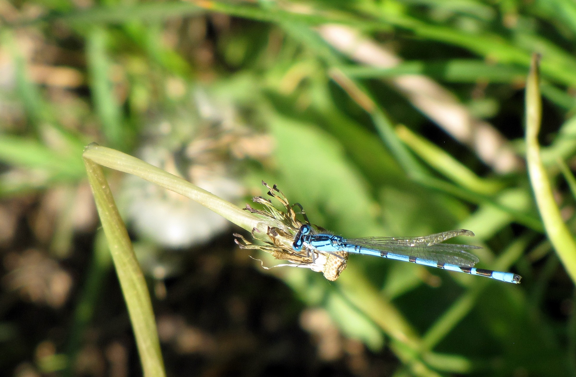 Damselfly 2