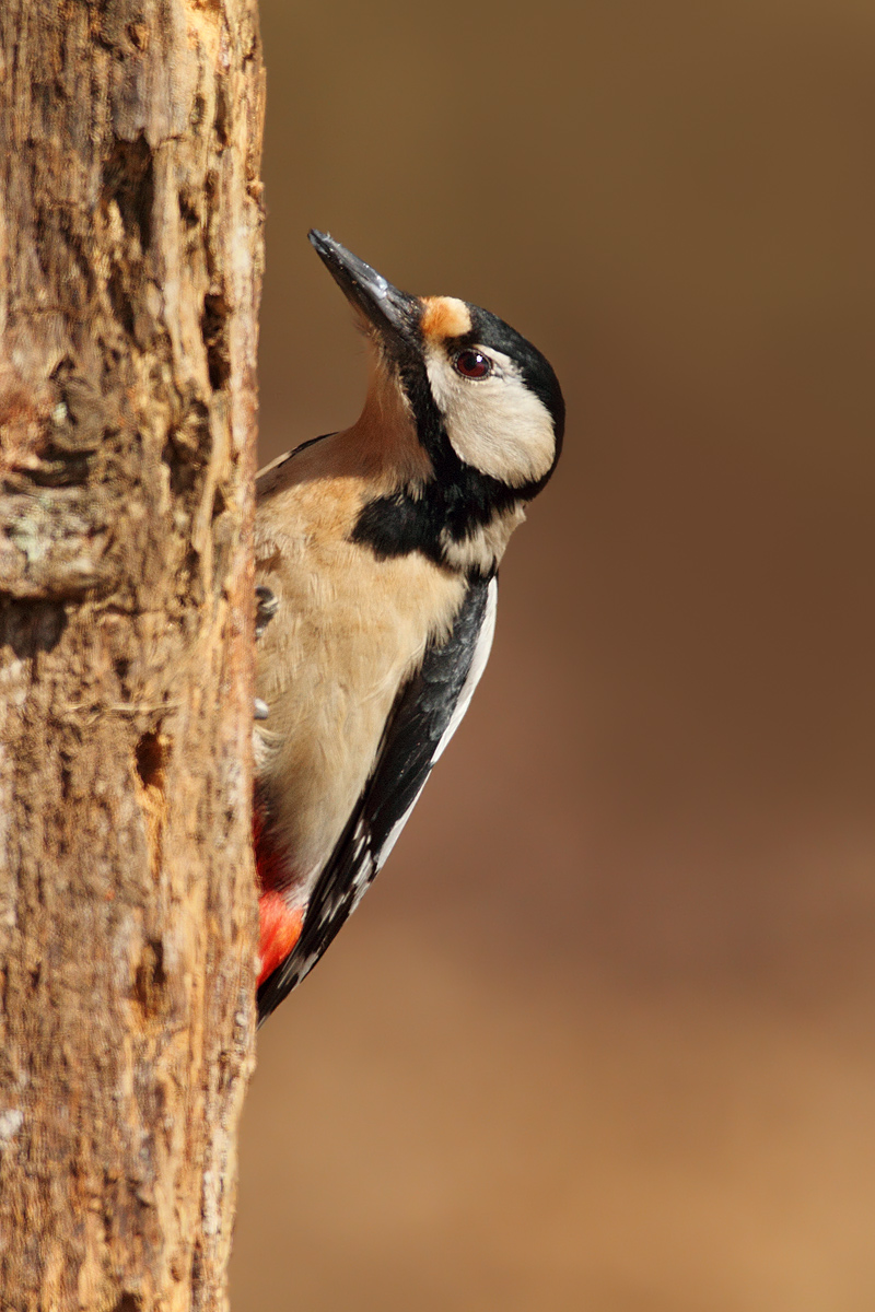 The first (for me) ......