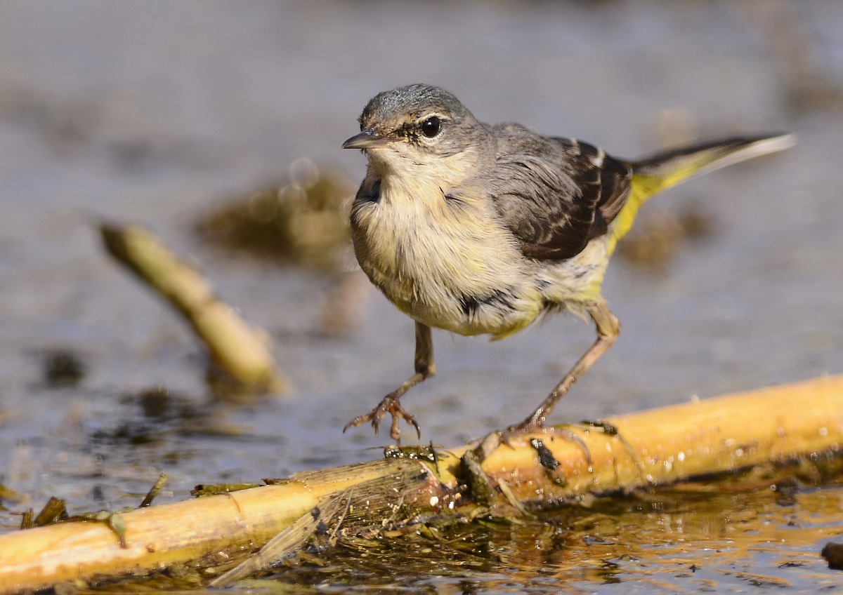 wagtail