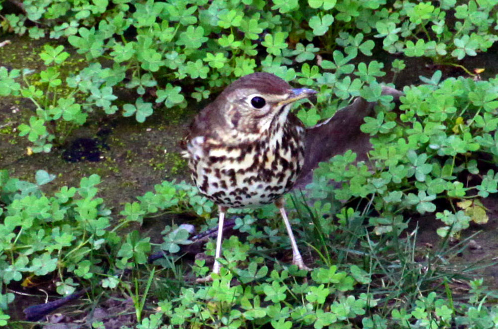 Song Thrush