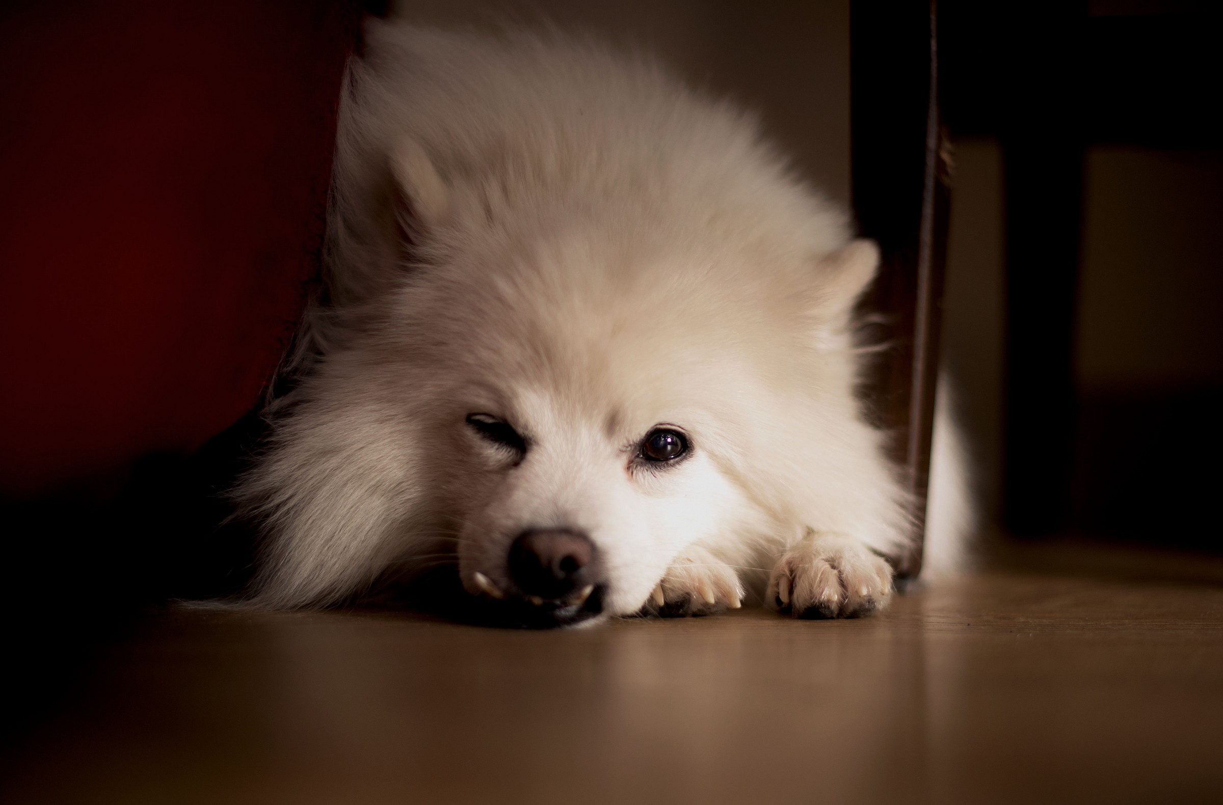 Elder vigilant rests