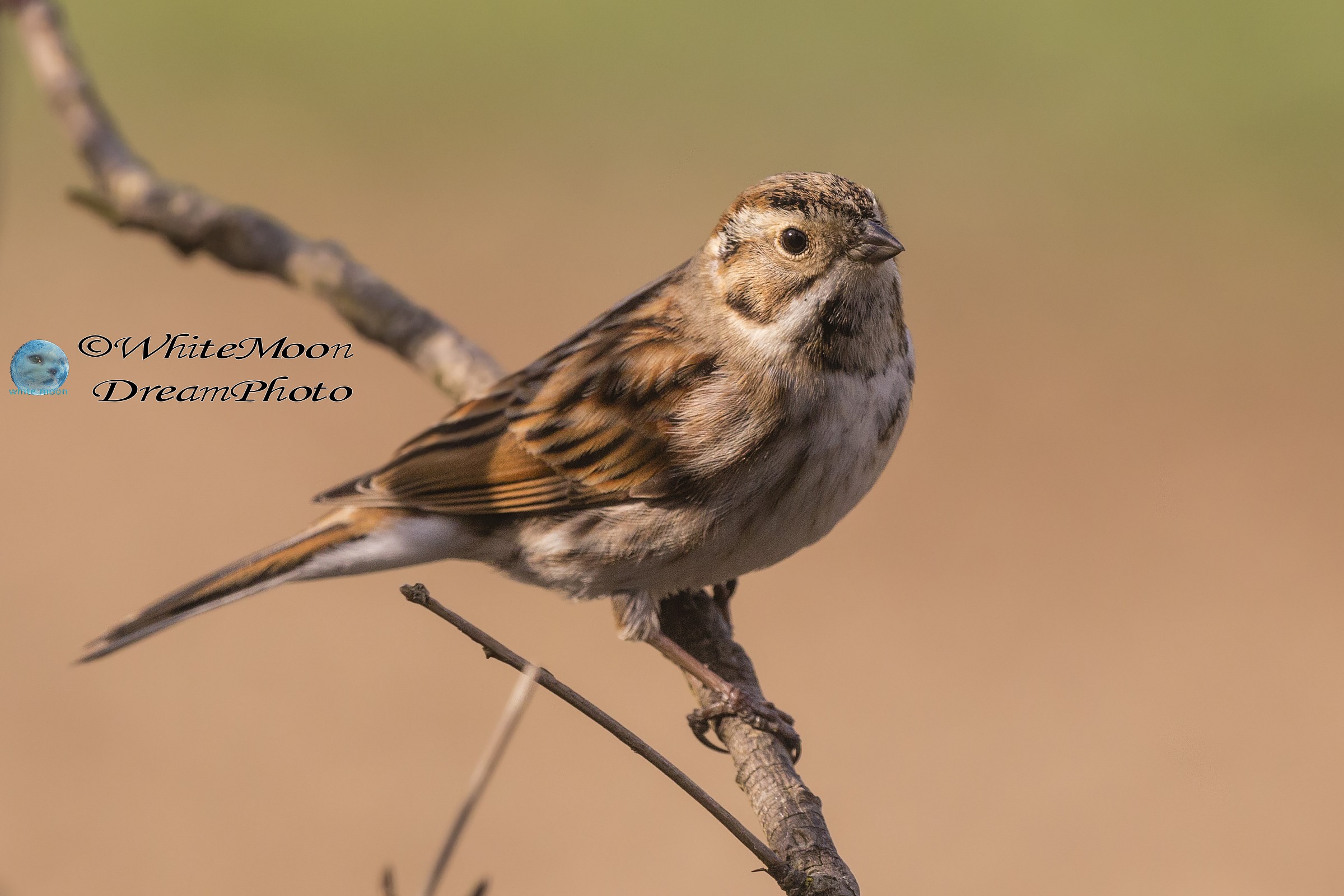 Migliarino di palude femmina
