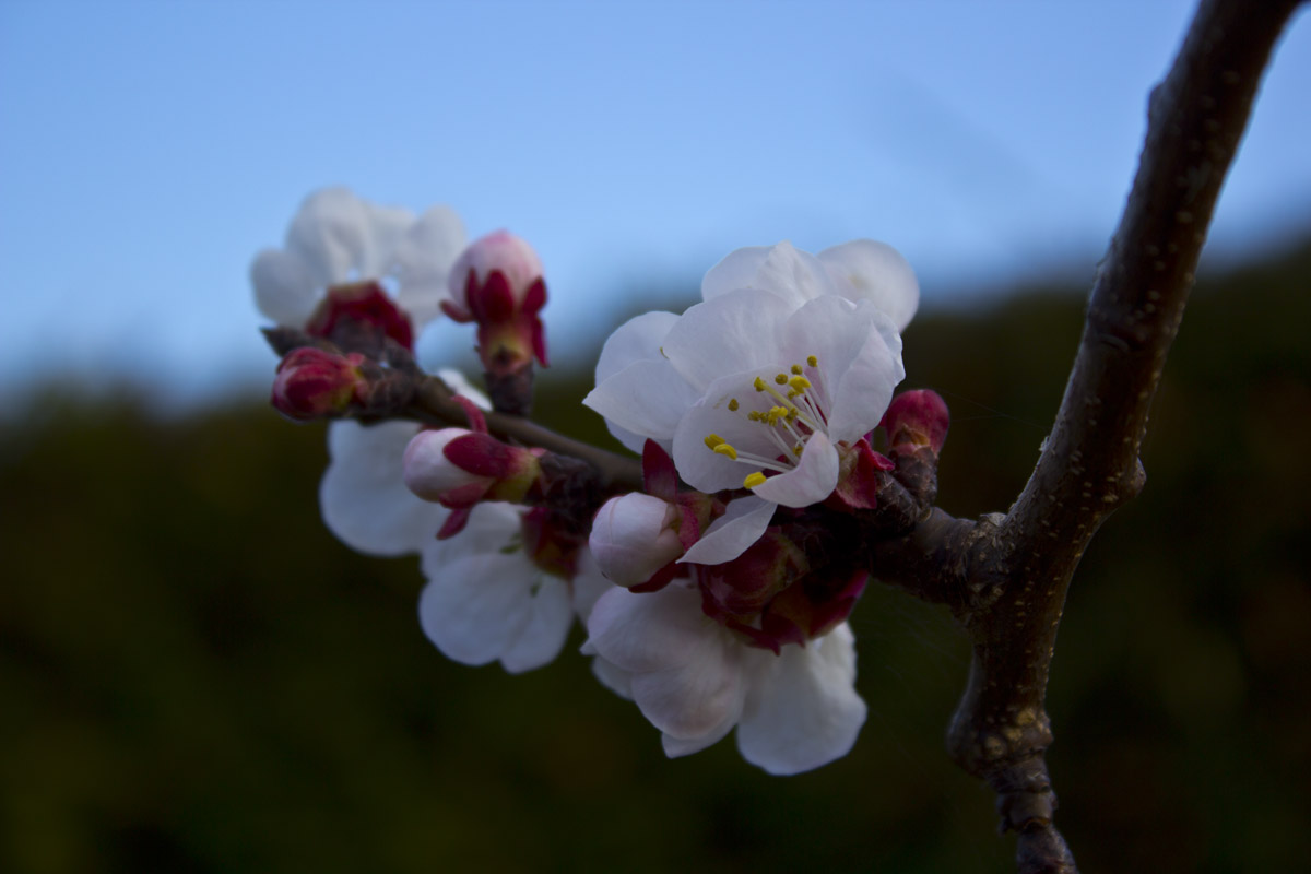 Apricot Flowers