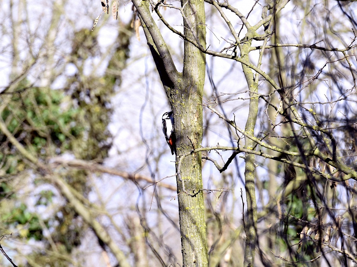 Woodpecker