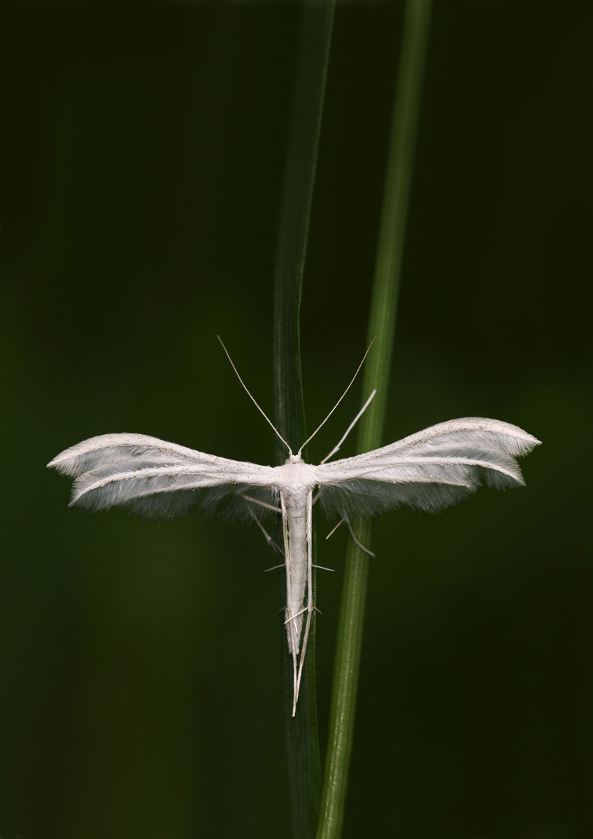 alucita pentadactila