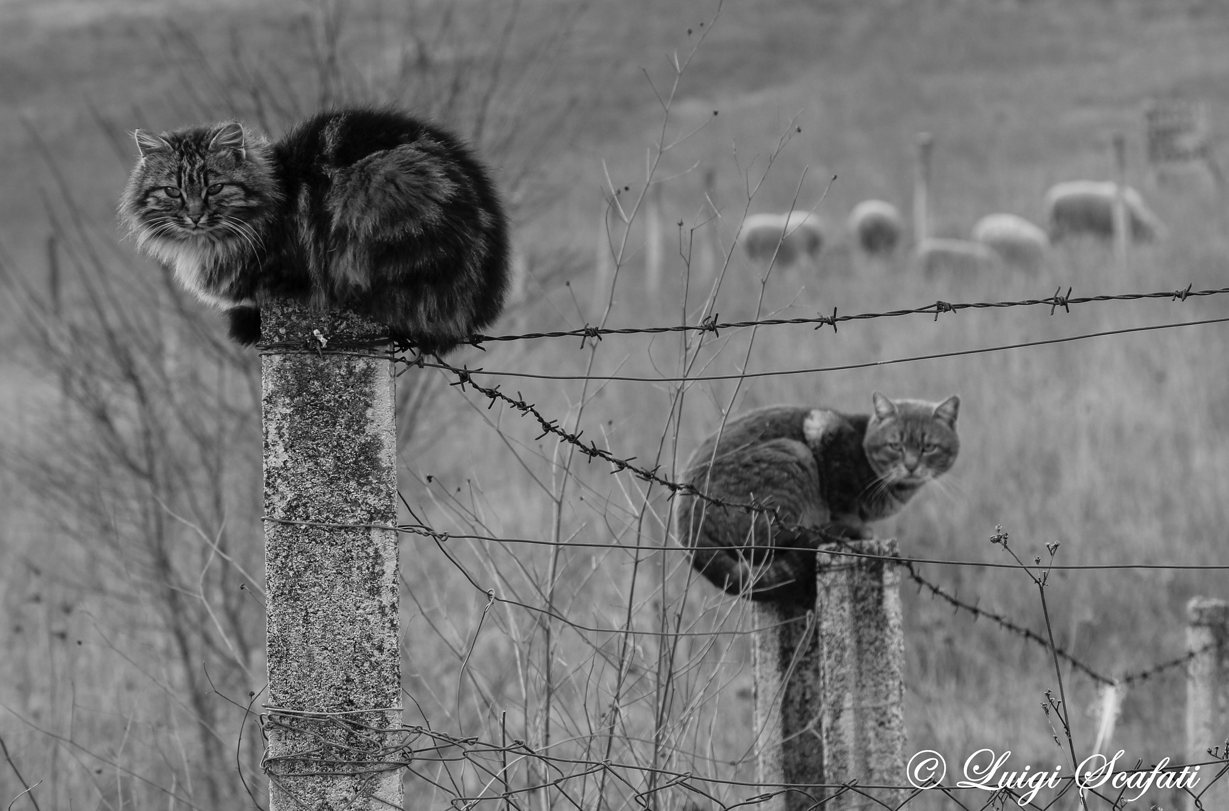 Equilibrismi felines