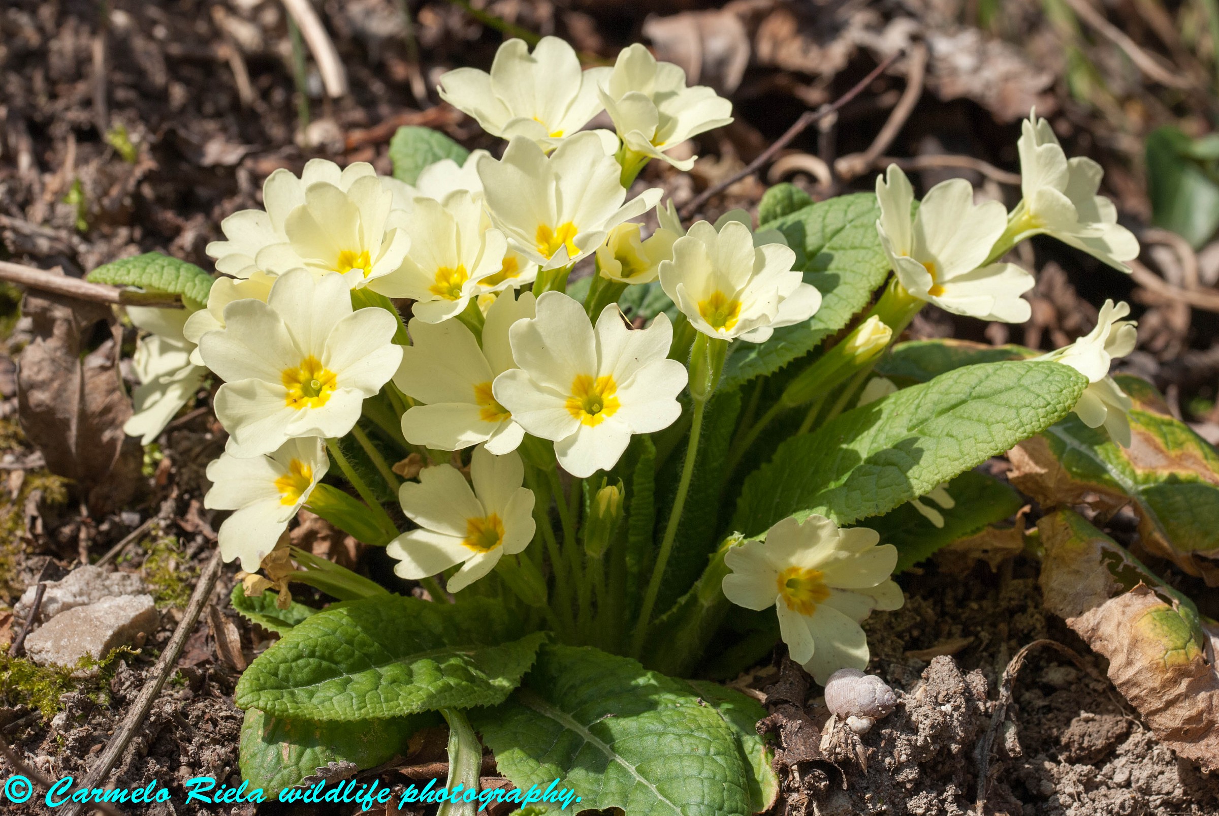 Primula Vulgaris, called common.