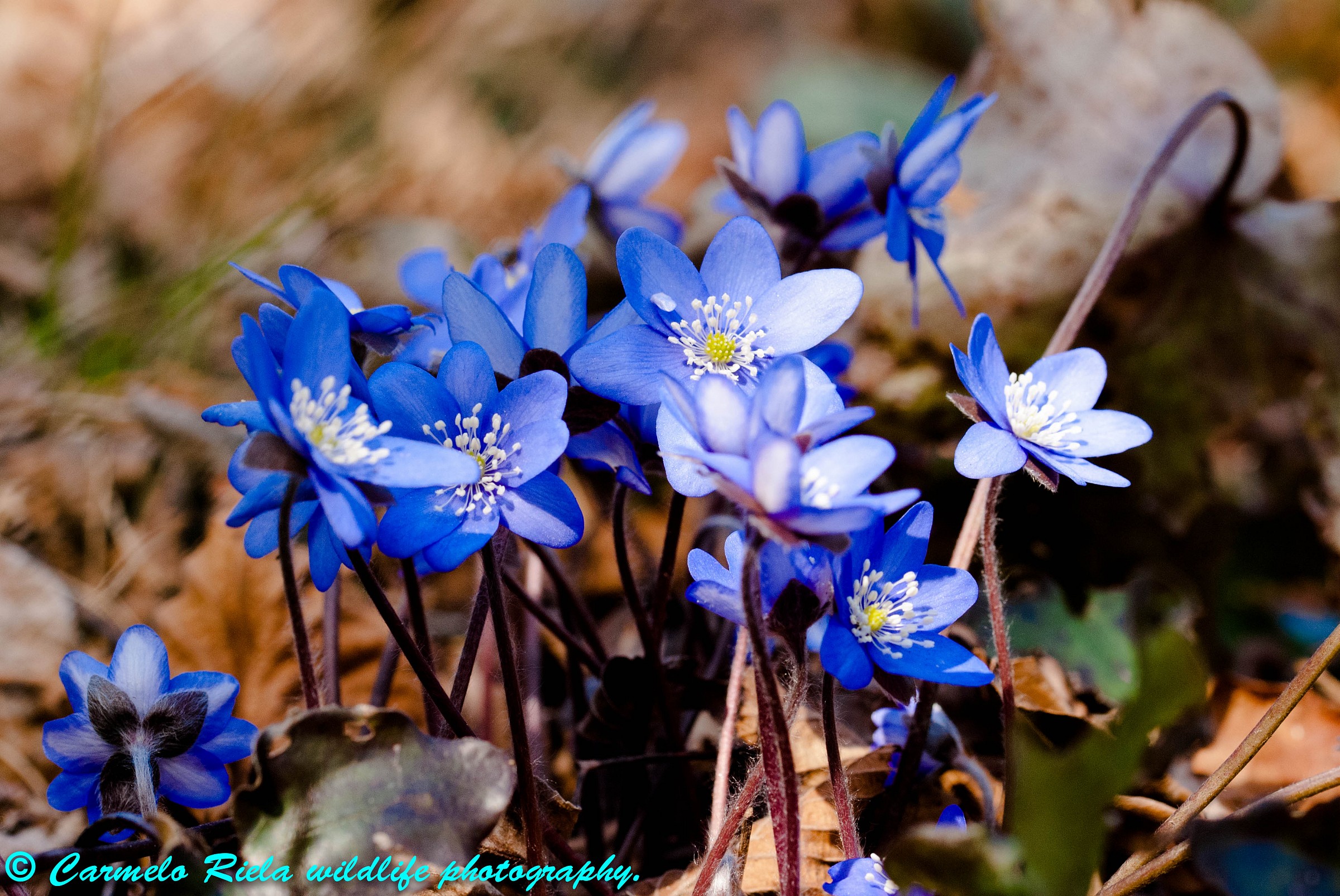 Hepatica Nobilis,detta Anemone Blu.
