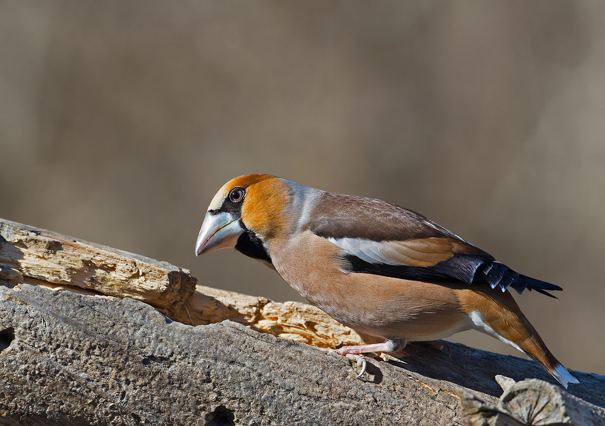 Hawfinch