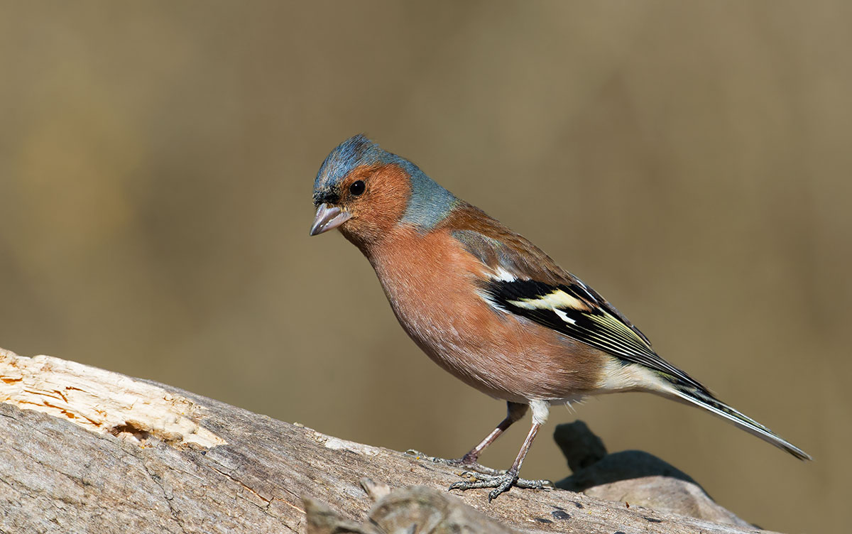 Chaffinch
