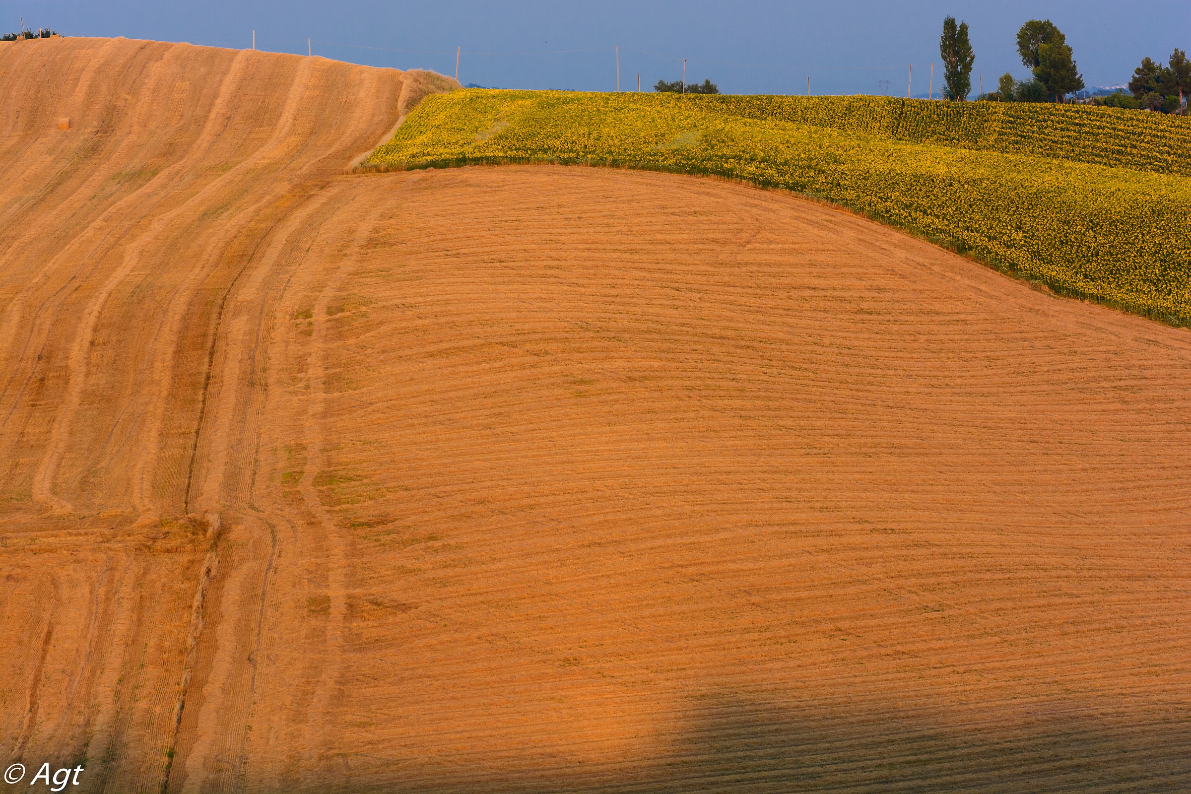 terra e campi di girasole