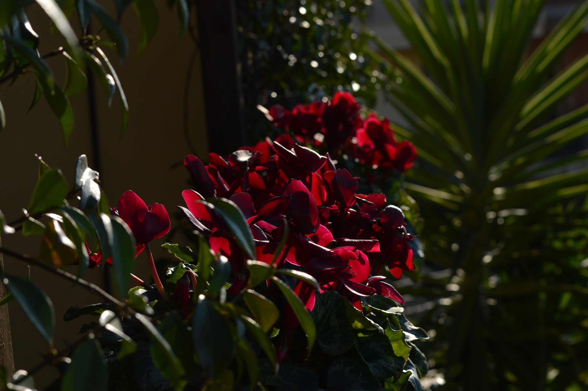 gelsomino crepuscolare