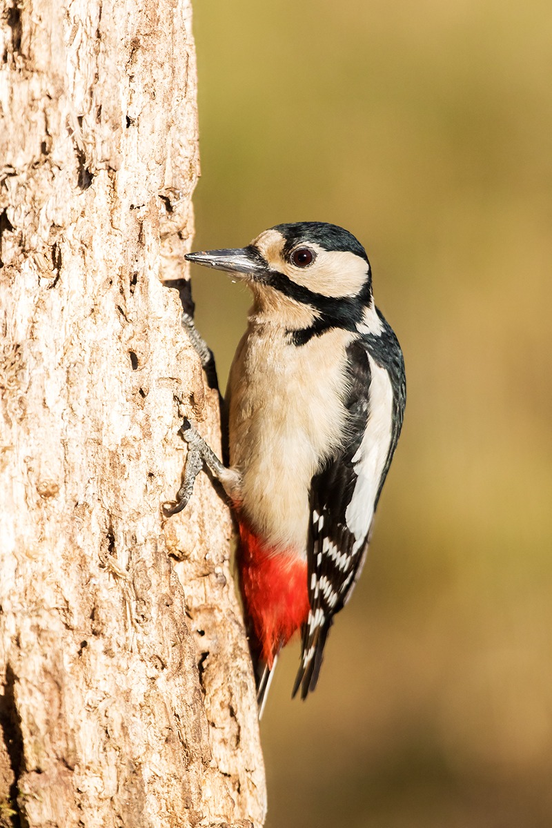 Picchio rosso maggiore