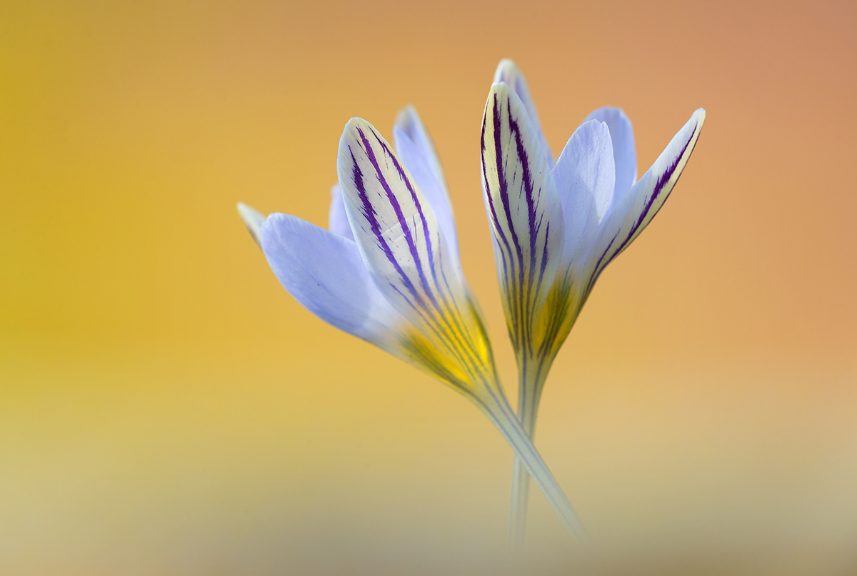 Crocus in love
