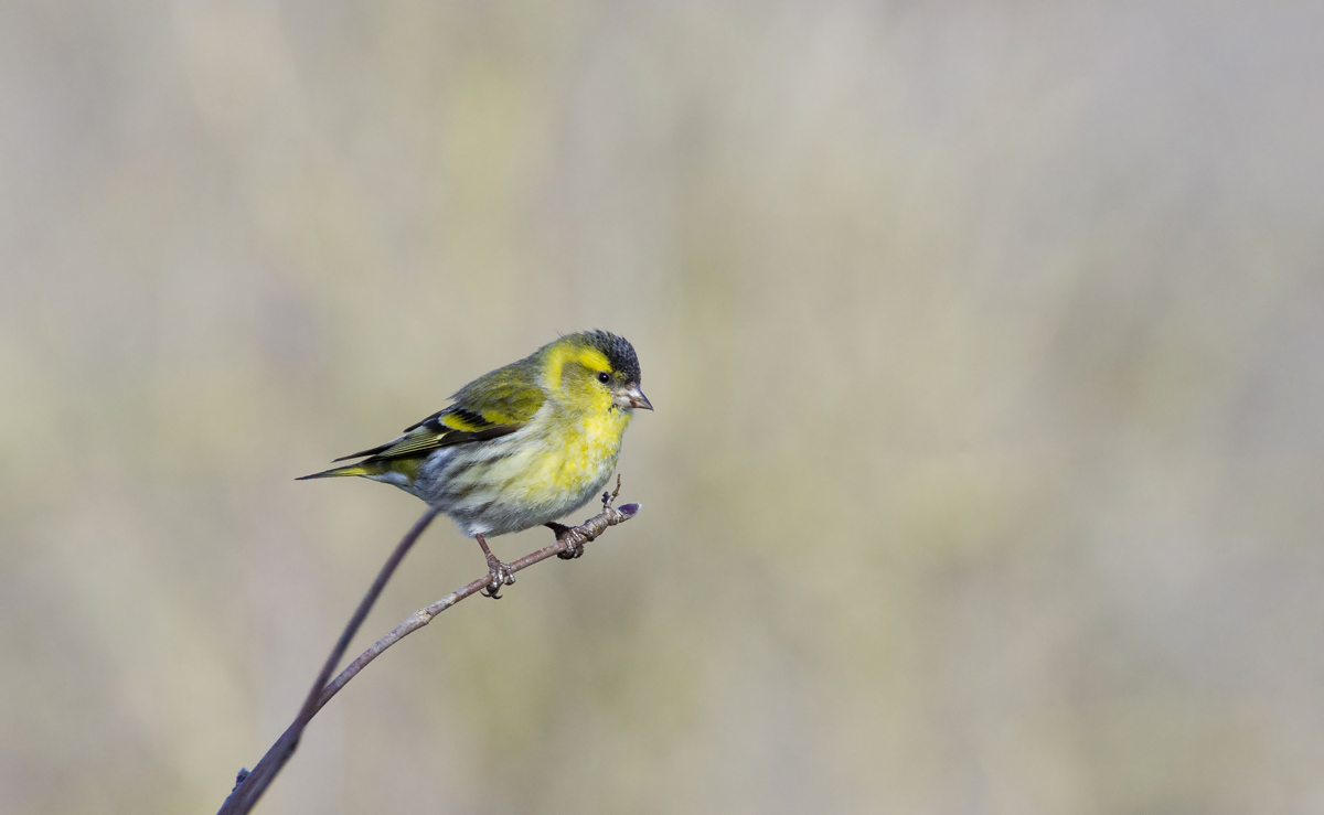 siskin
