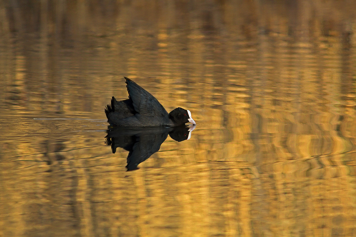 Coot at sunset