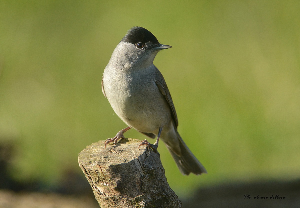 capinera eccolo, il bel tenebroso