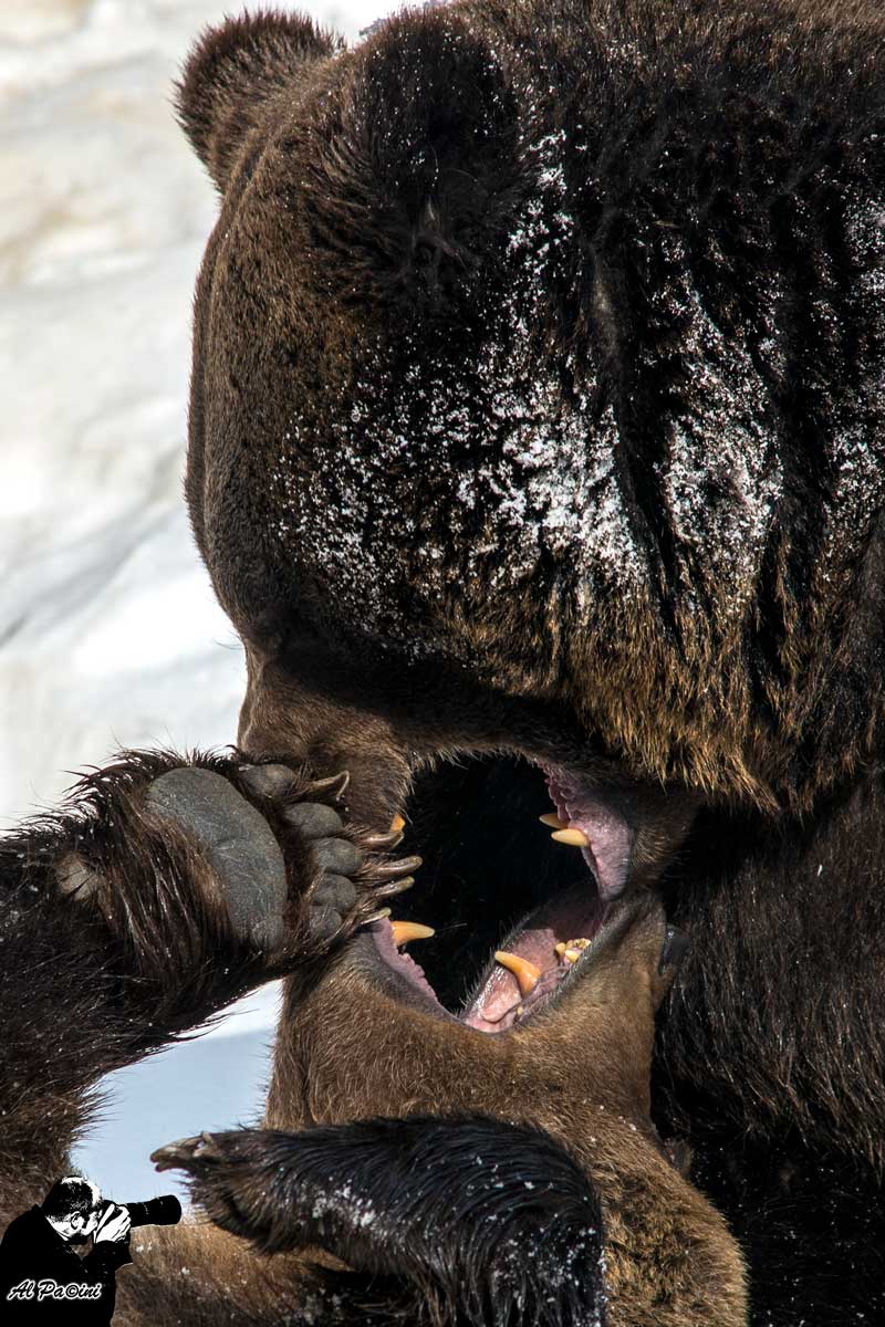 Orsi e le loro fauci