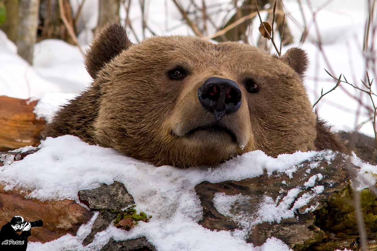 Orso in relax