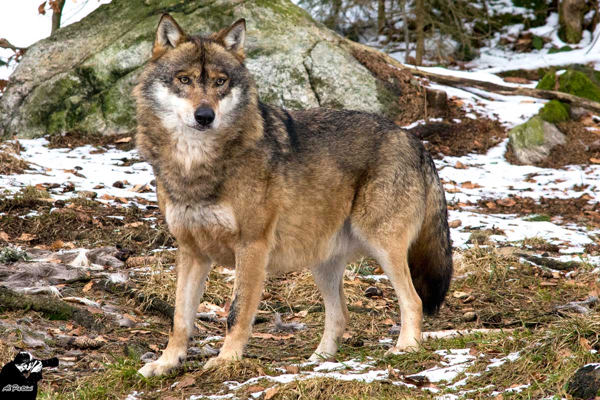 Lupo Alfa al controllo