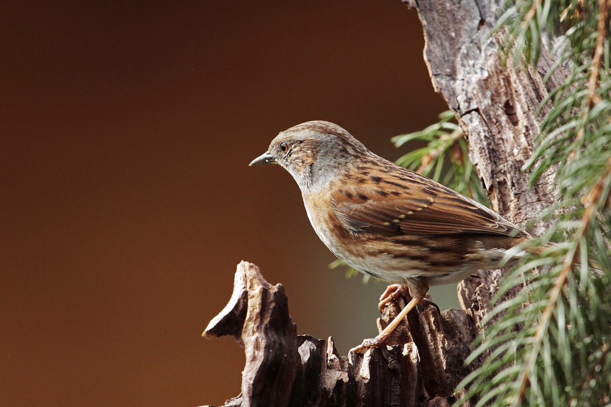 Dunnock