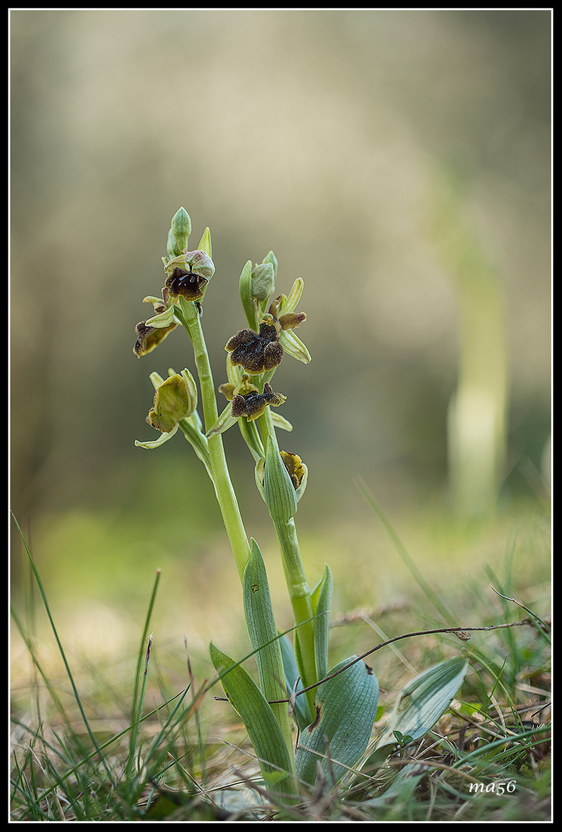 Ophrys Sphecodes