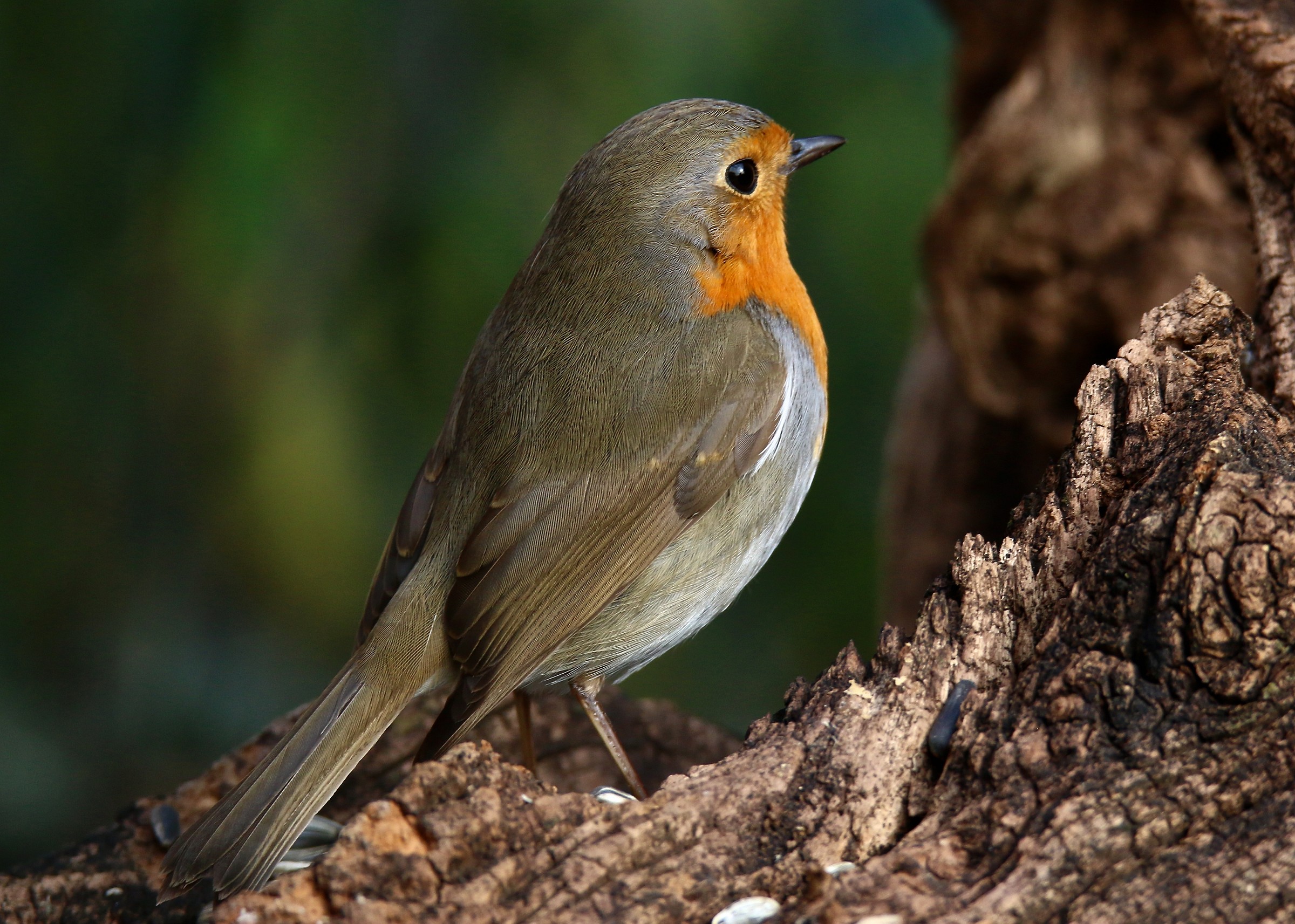 la livrea del pettirosso