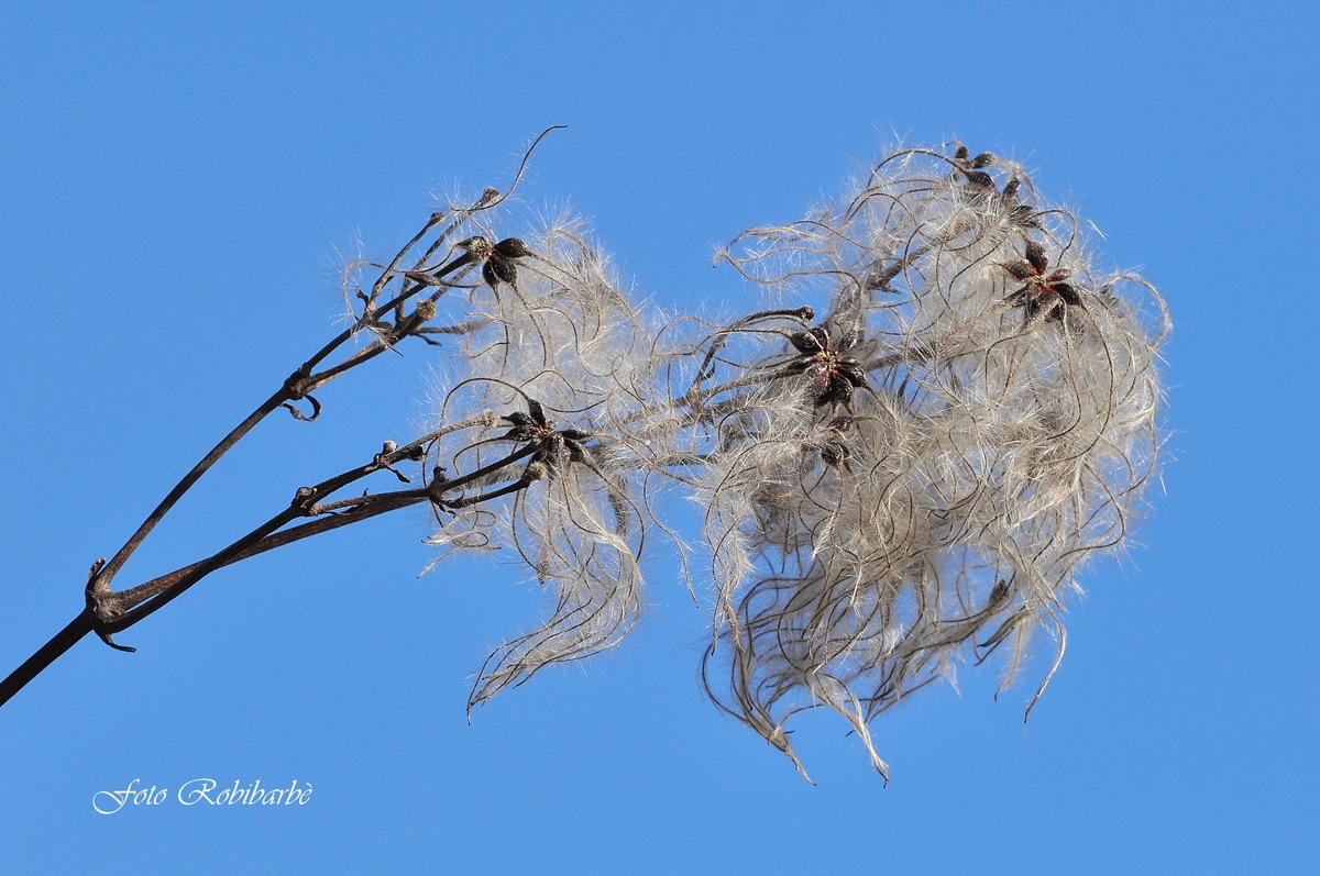 Batufoli al vento....