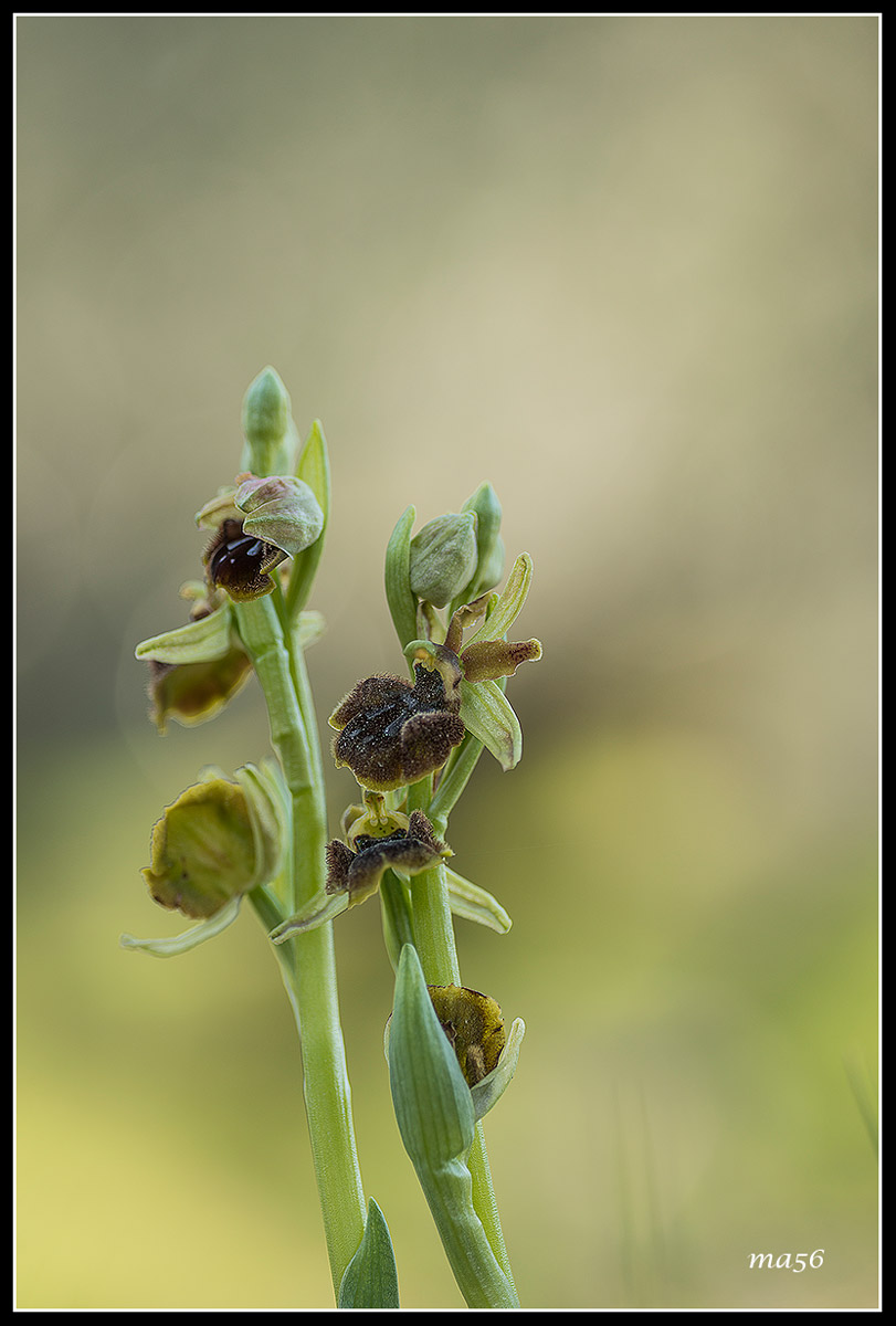 Ophrys Sphecodes