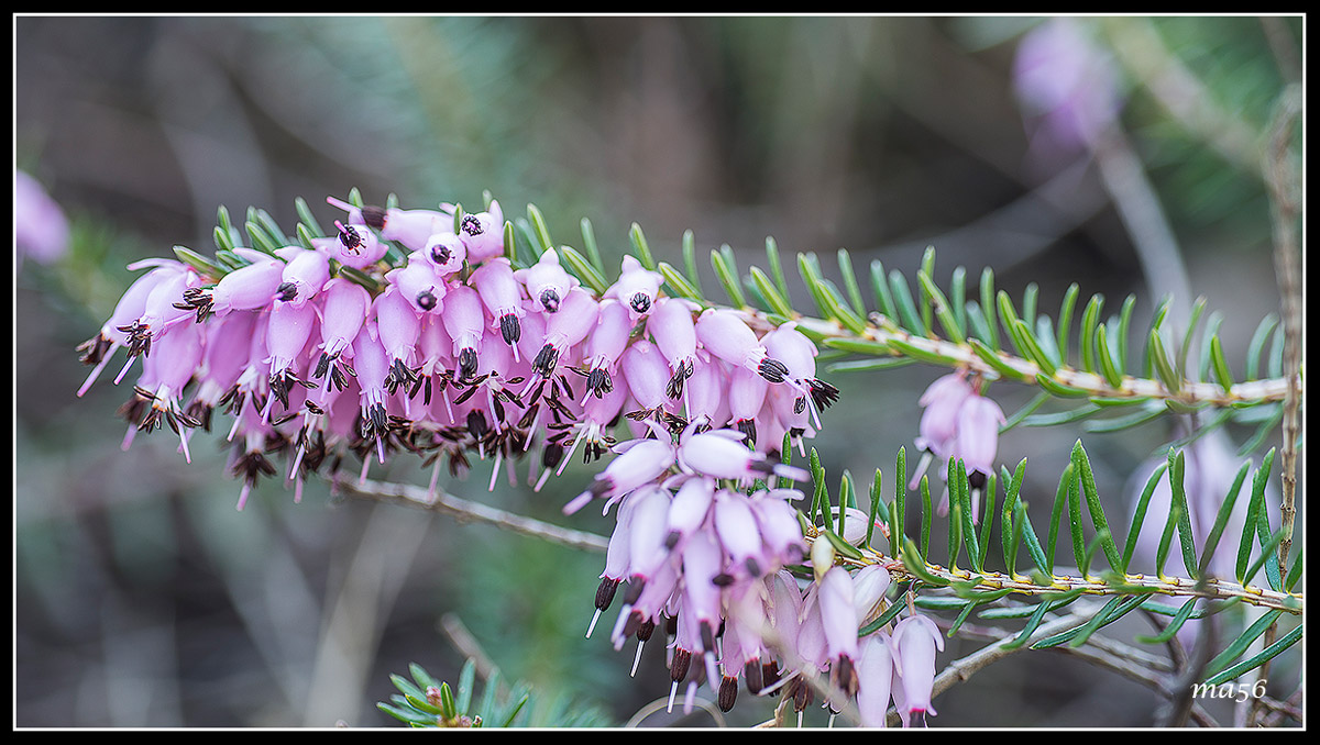 Erica Carnea