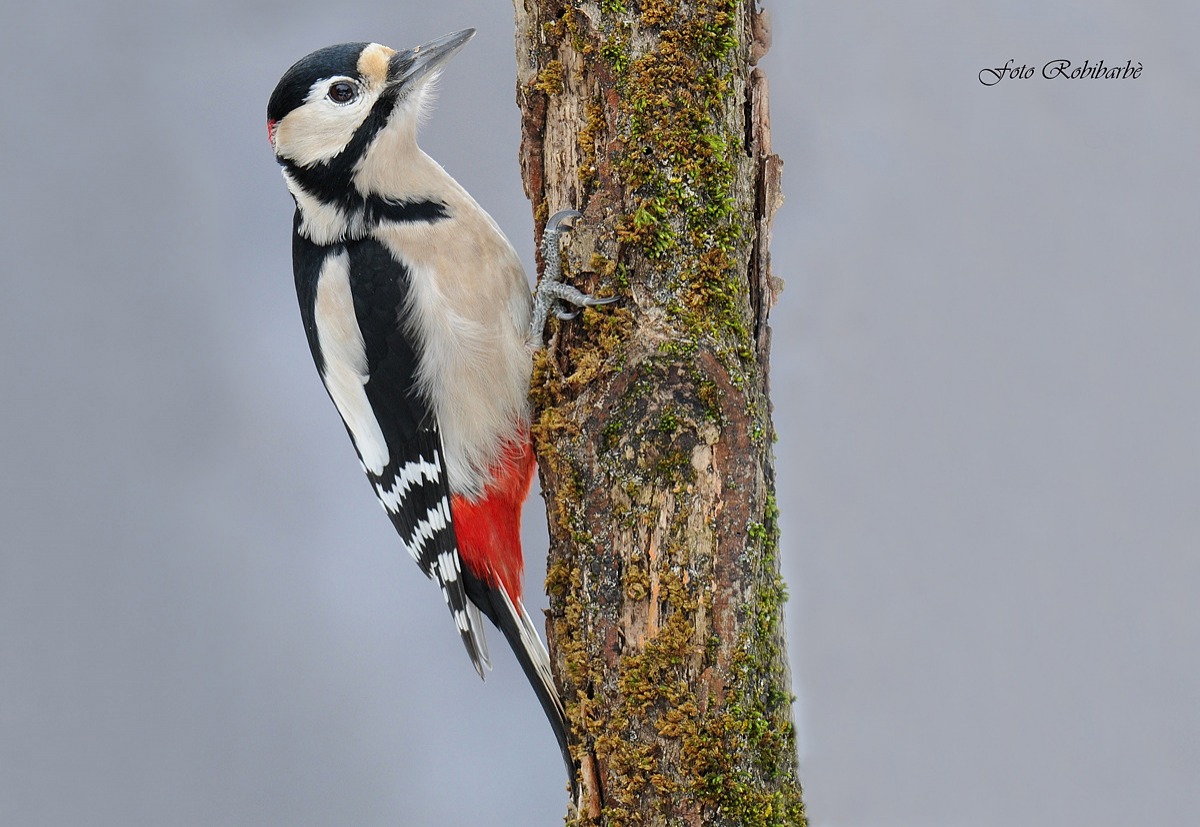 Picchio rosso maggiore...
