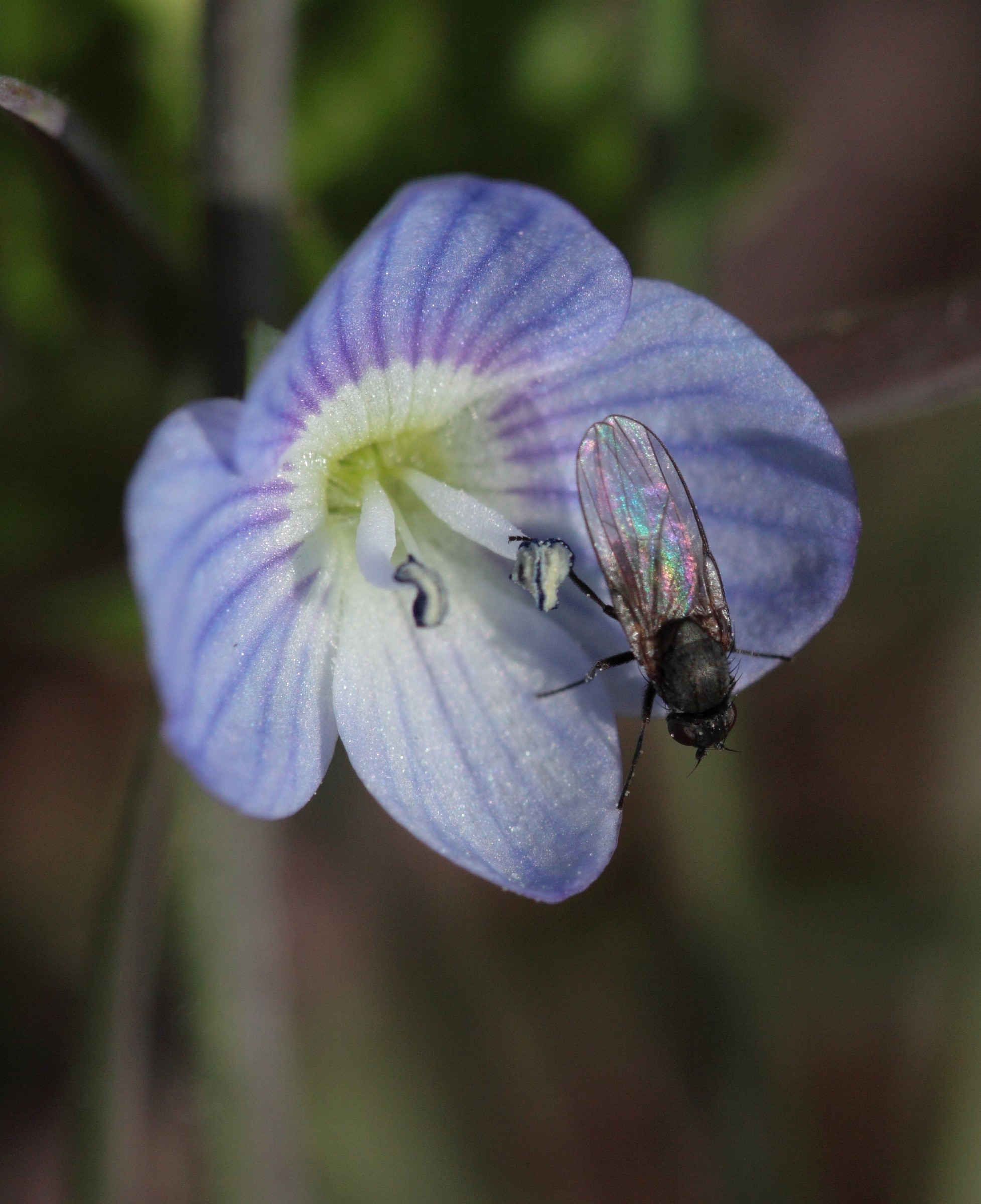Oasi Lipu Cesano Maderno -