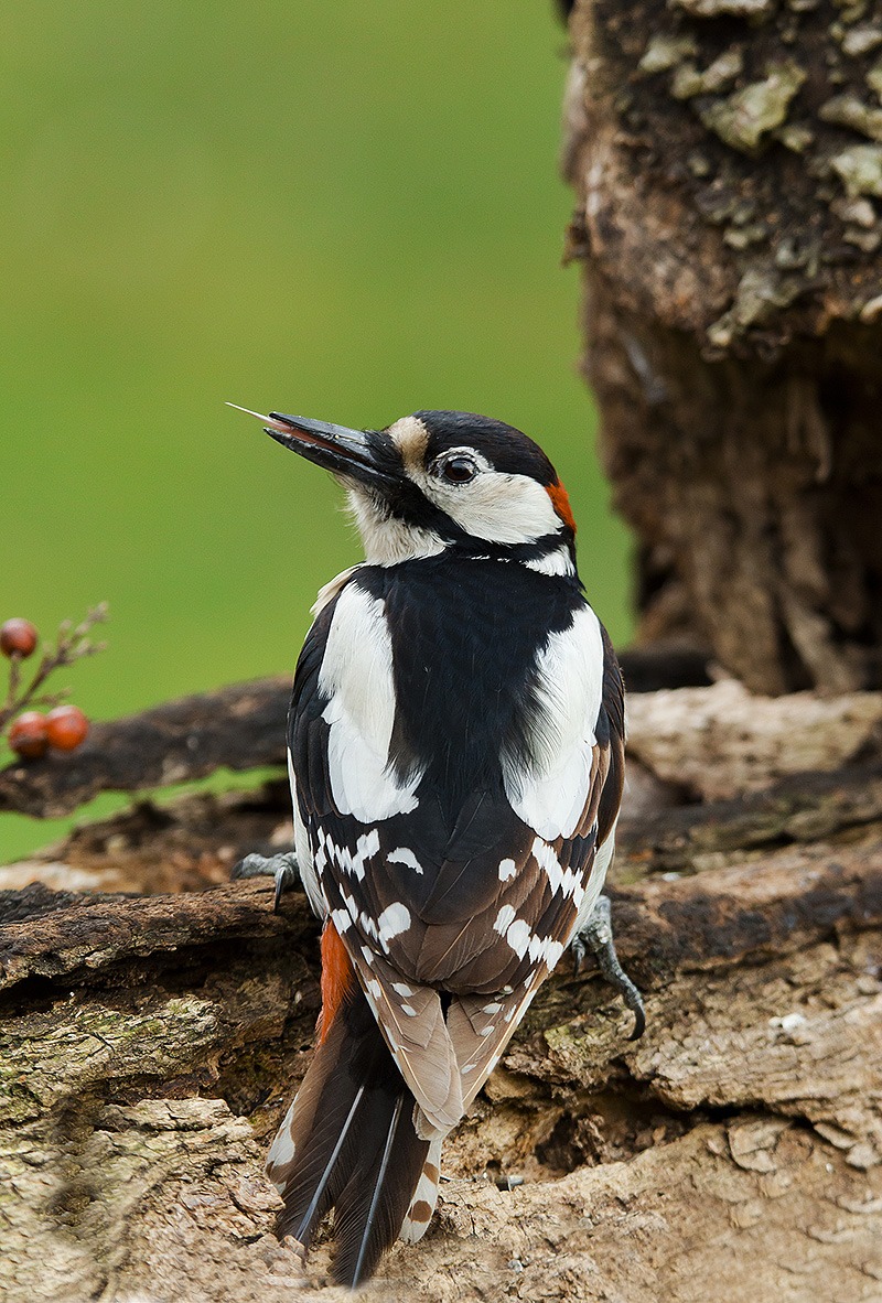 mi mostri la lingua........