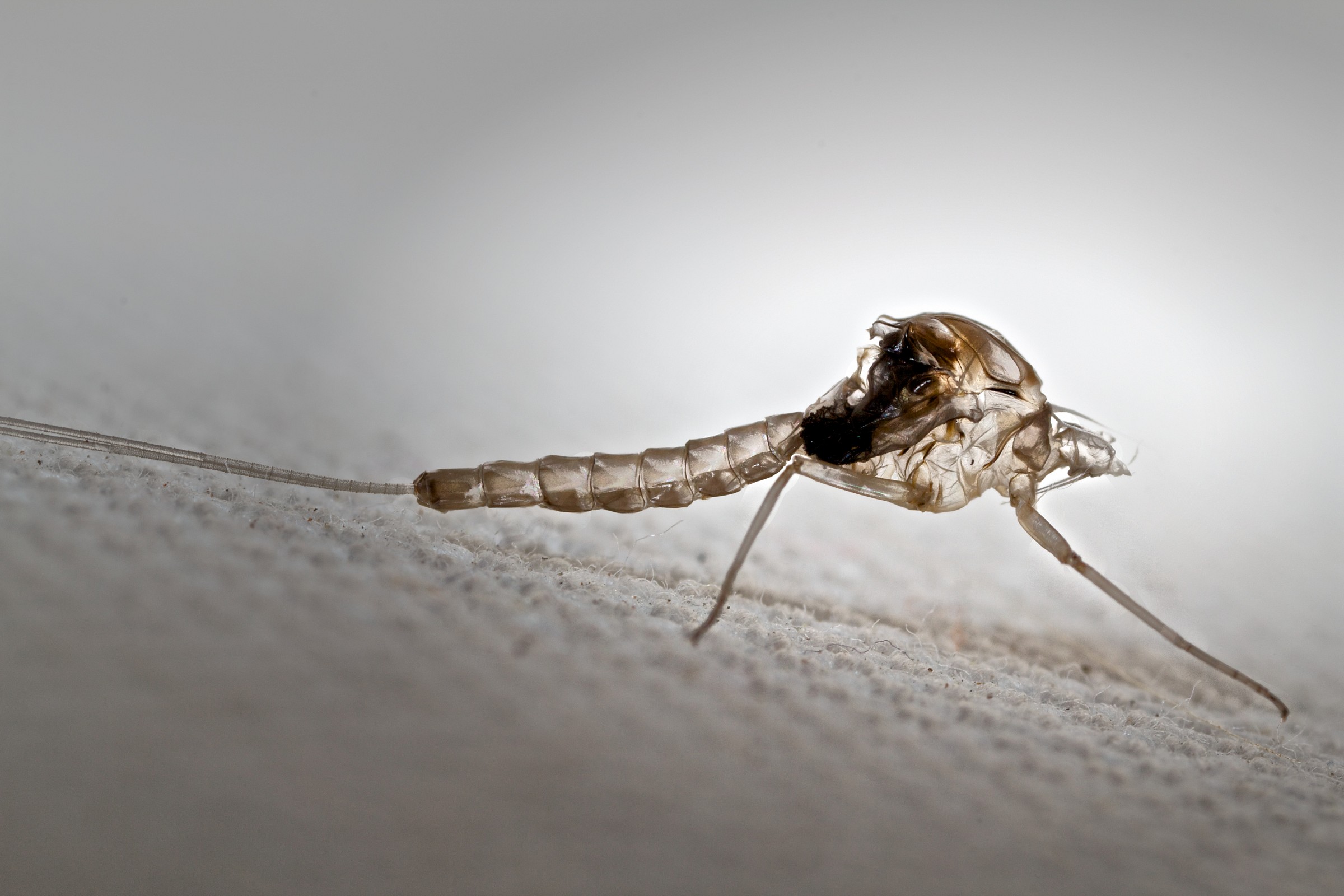 Ephemeroptera - exuvia