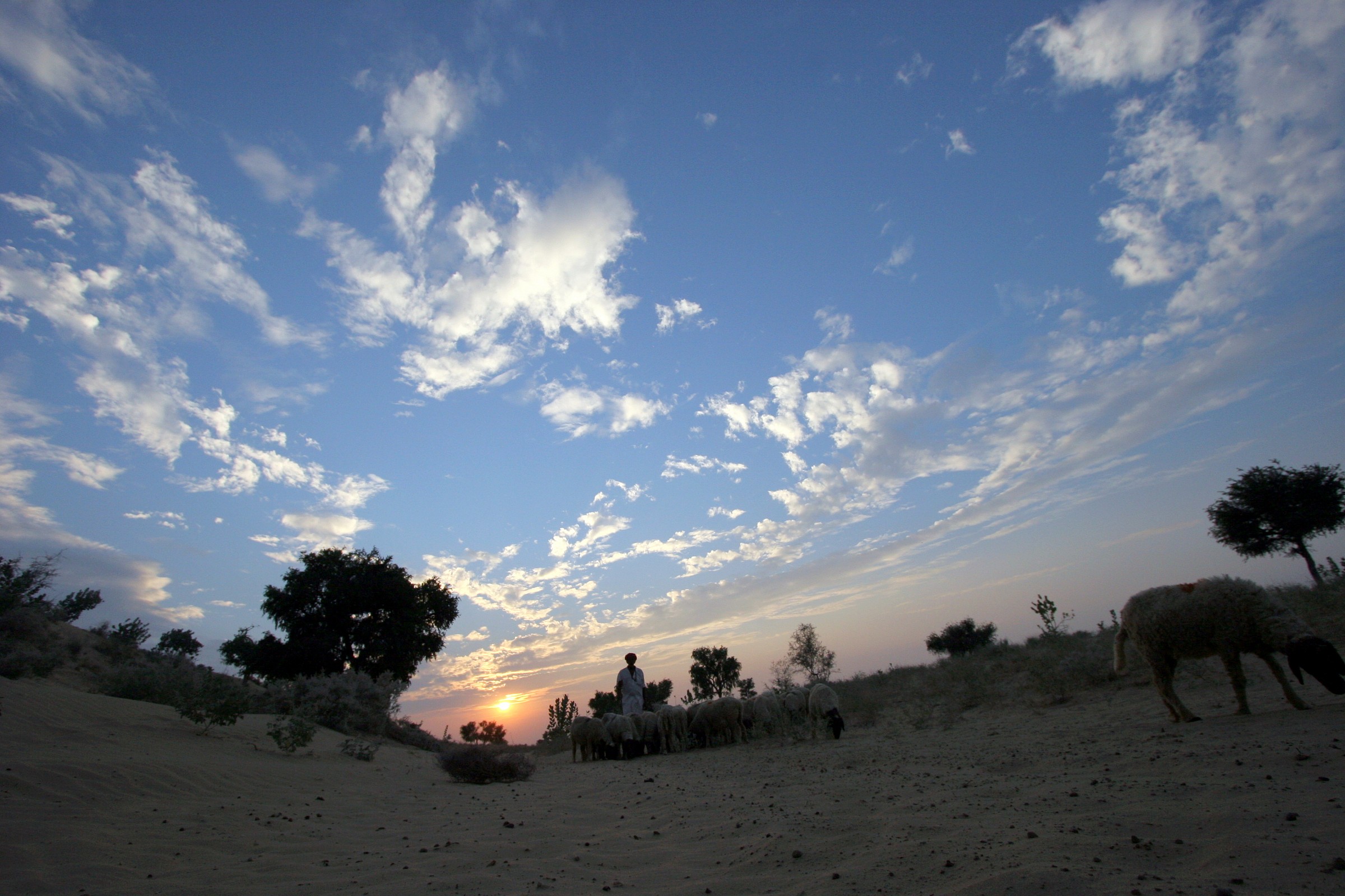 Rientro gregge al tramonto