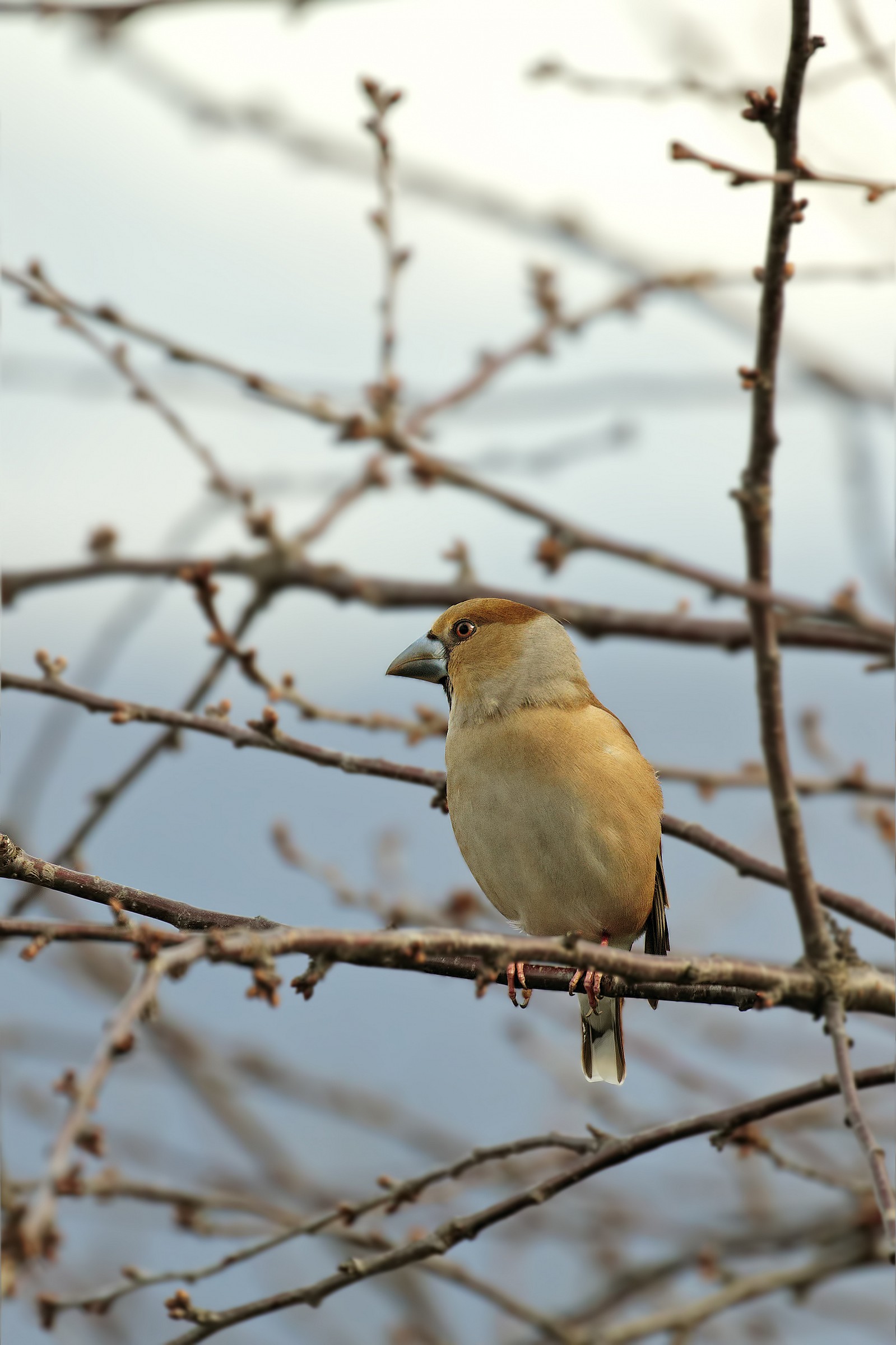 Grosbeak Female