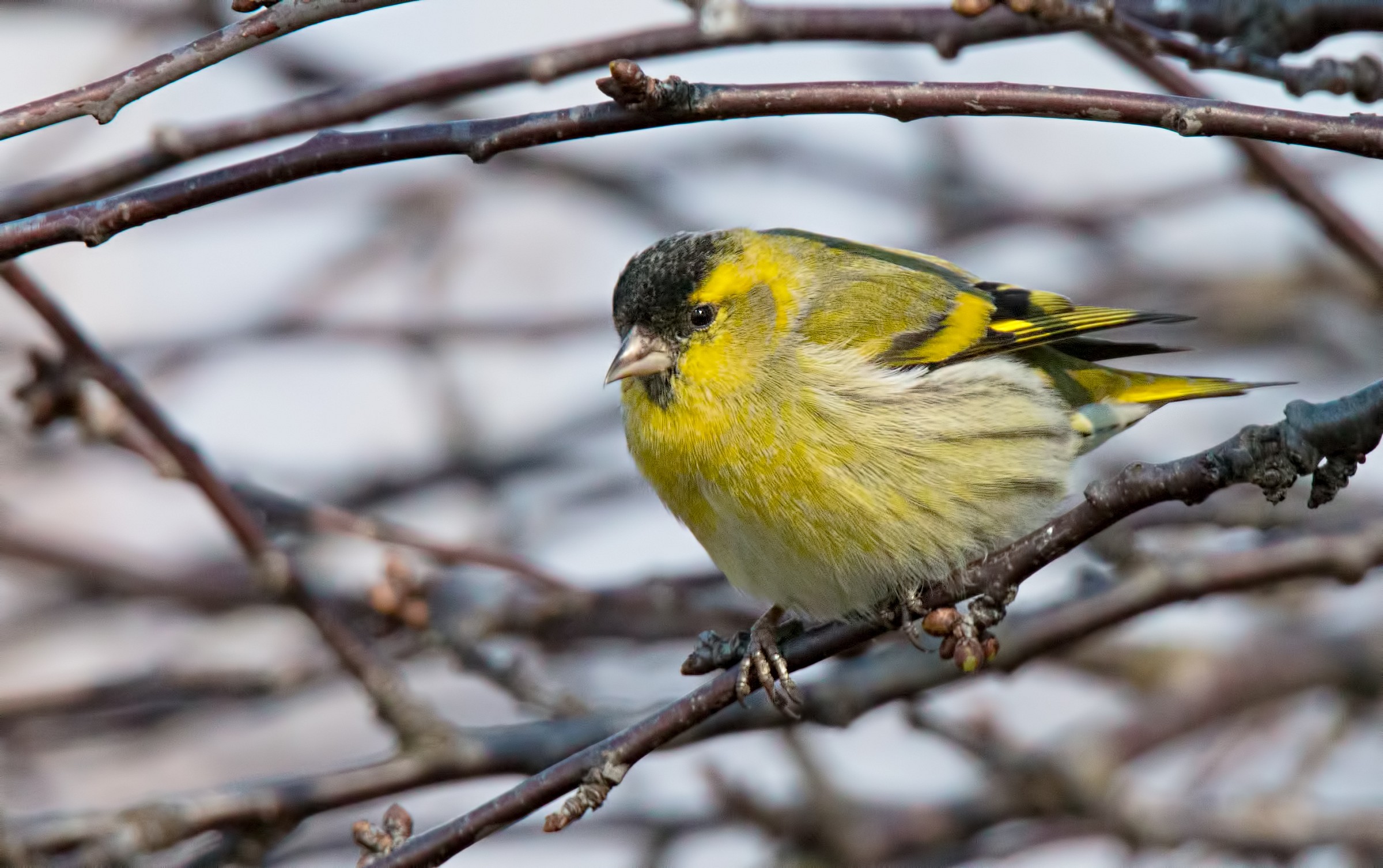 Siskin